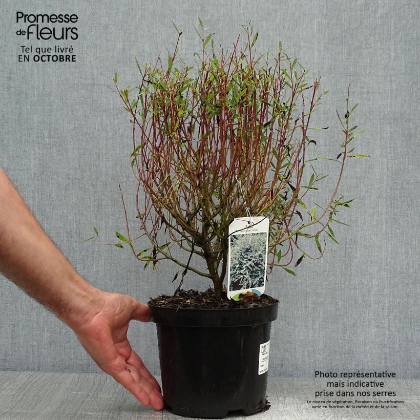 Ejemplar de Salix repens - Saule rampant en pot de 2/3L entregado en otoño