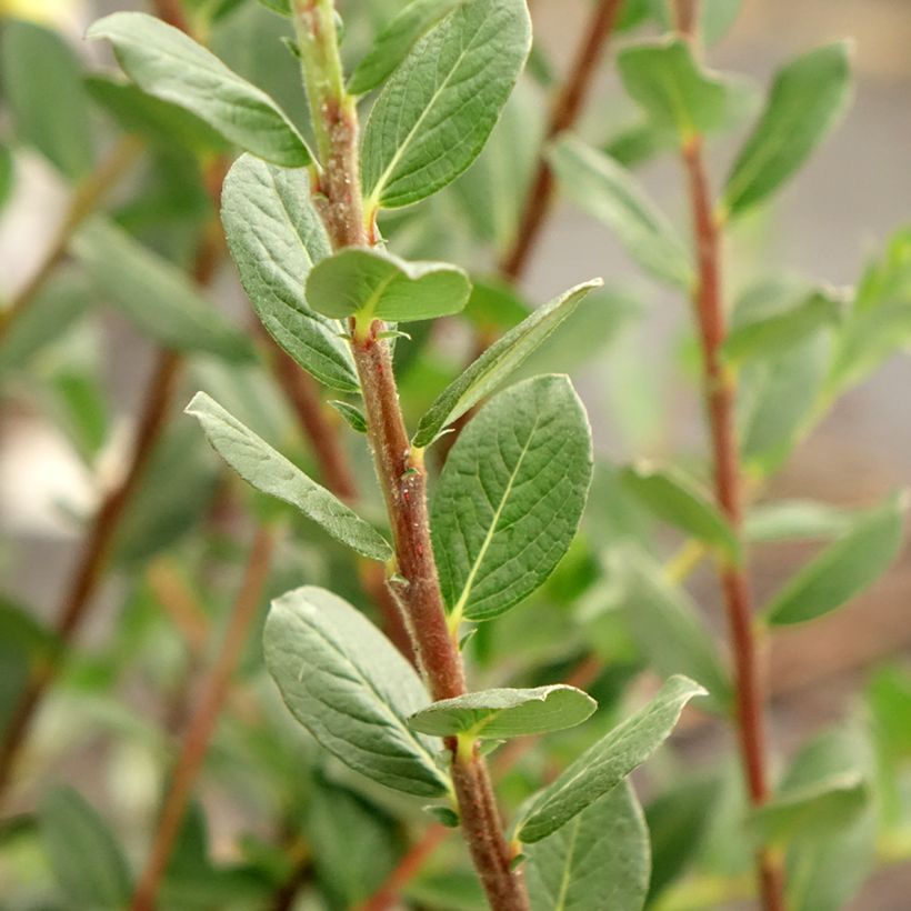 Salix repens - Sauce rastrero (Follaje)