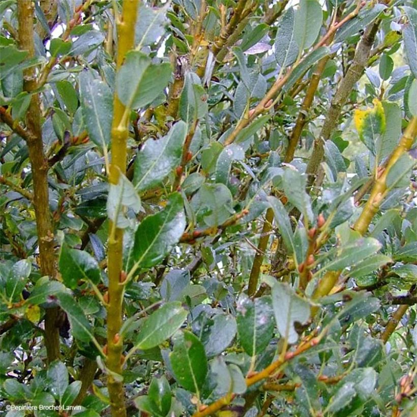 Salix tetrapla - Sauce (Follaje)