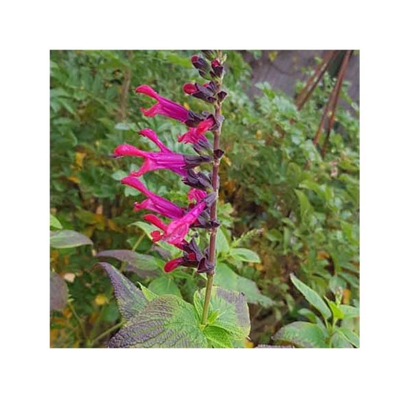 Salvia guaranitica Amante - Salvia azul (Floración)