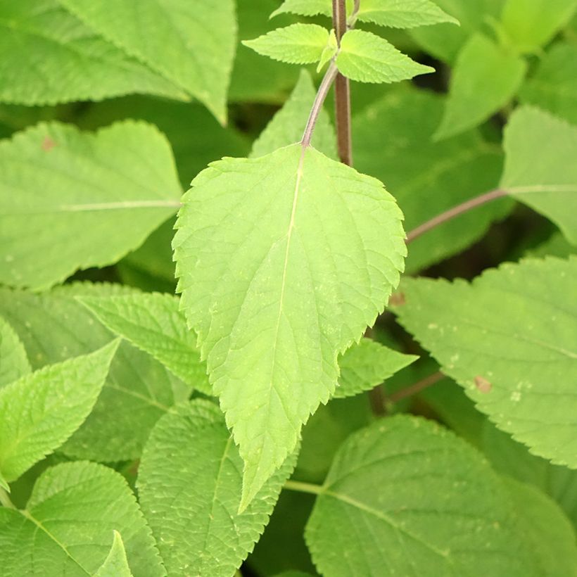 Salvia guaranitica Amante - Salvia azul (Follaje)