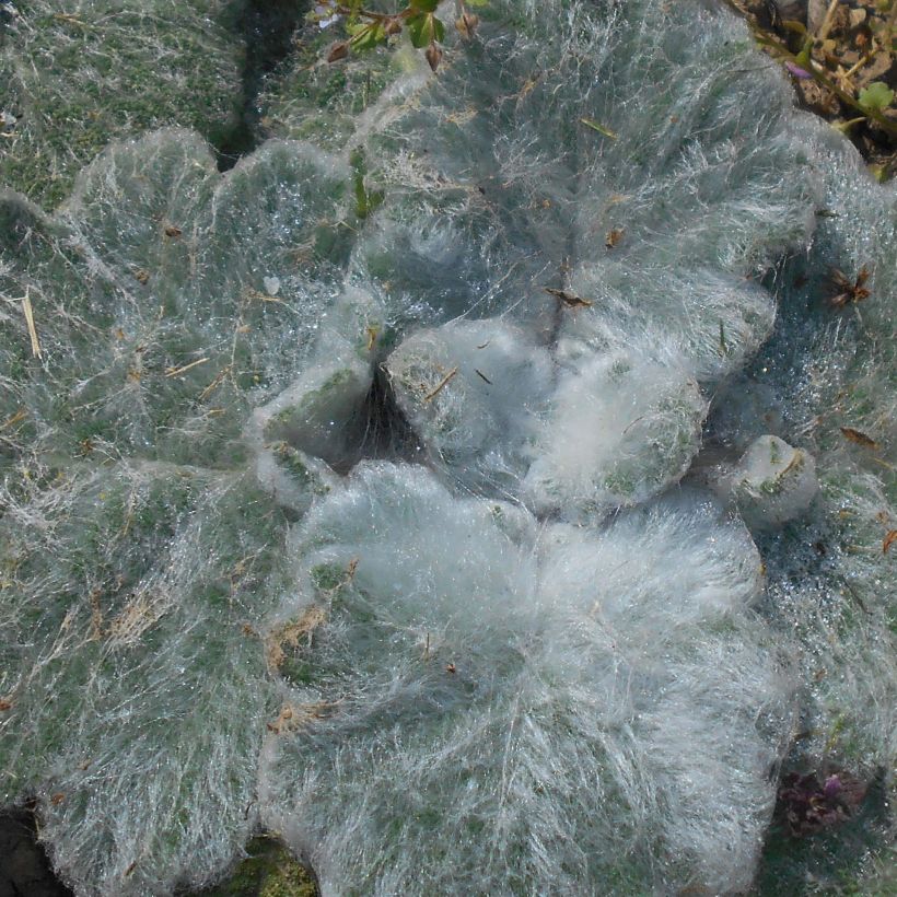 Salvia argentea - Salvia blanca (Follaje)