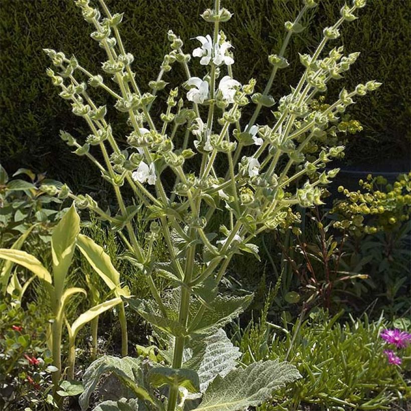 Salvia argentea - Salvia blanca (Porte)