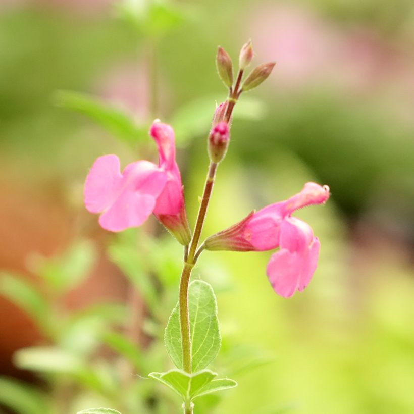 Salvia Delice Feline (Floración)