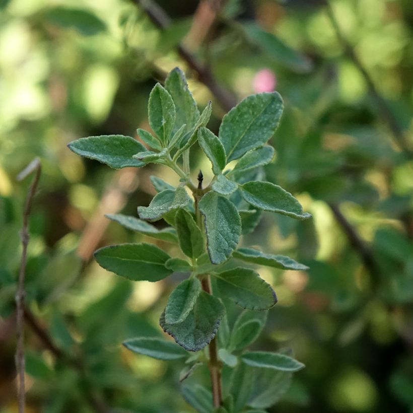 Salvia greggii ARCTIC BLAZE Purple - Salvia de otoño (Follaje)