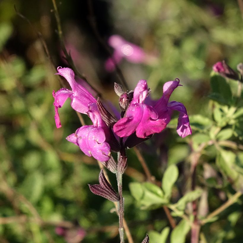 Salvia greggii ARCTIC BLAZE Purple - Salvia de otoño (Floración)