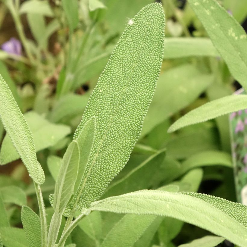 Salvia - Salvia lavandulifolia (Follaje)