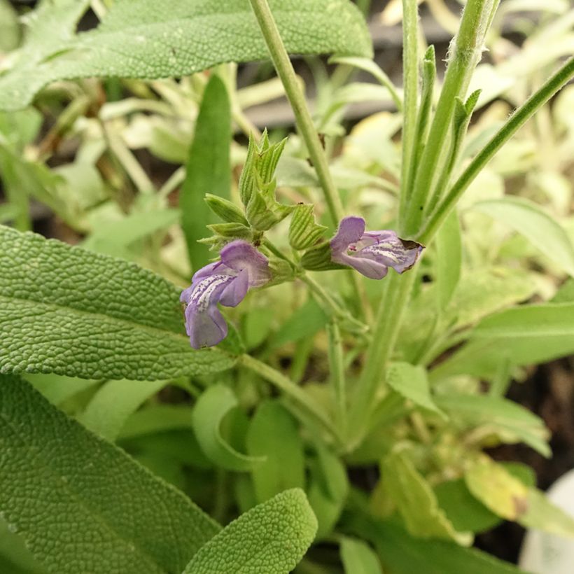 Salvia - Salvia lavandulifolia (Floración)