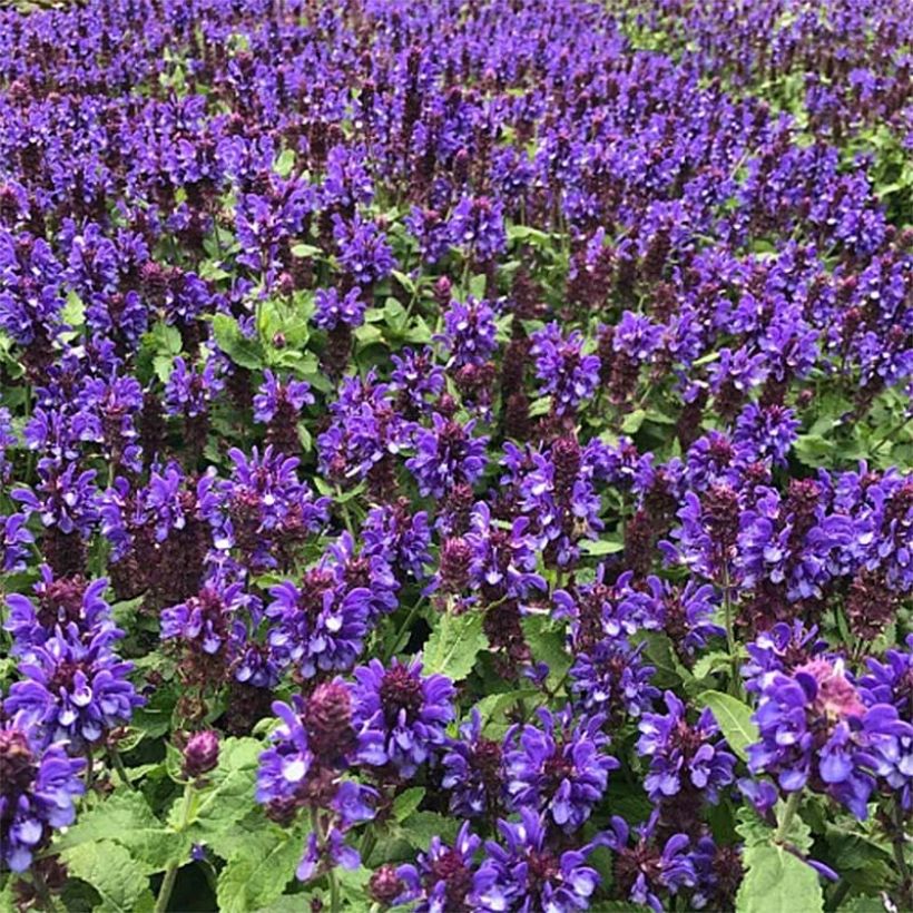 Salvia nemorosa Blue Marvel (Porte)