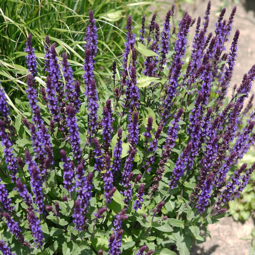 Salvia nemorosa Caradonna (Porte)