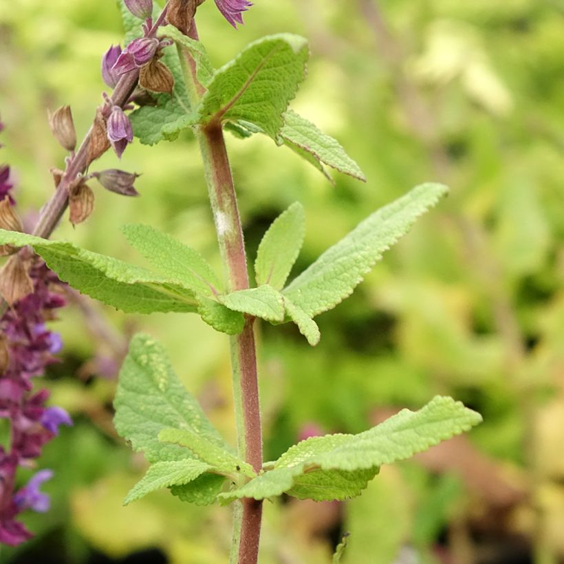 Salvia nemorosa Caradonna Compact (Follaje)