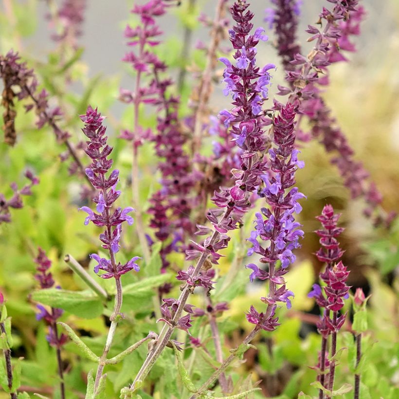 Salvia nemorosa Caradonna Compact (Floración)