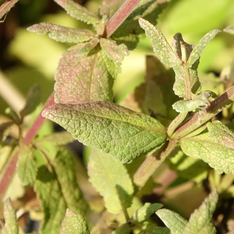 Salvia sylvestris Lyrical Rose (Follaje)