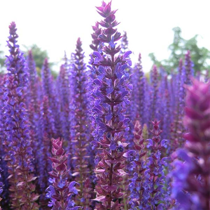 Salvia nemorosa Ostfriesland (Floración)