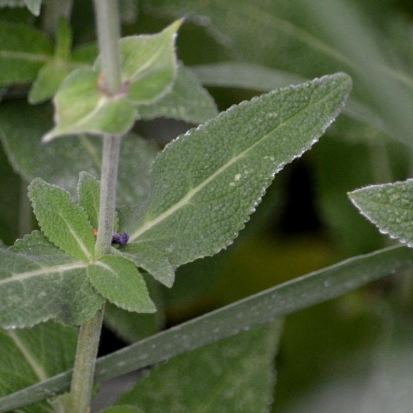 Salvia nemorosa Ostfriesland (Follaje)