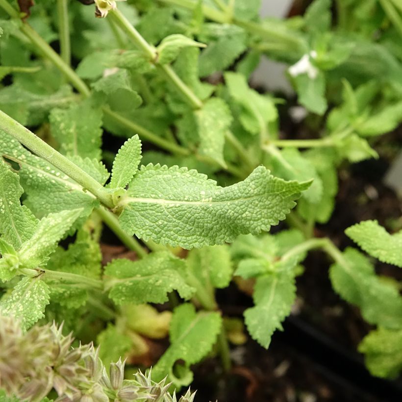 Salvia nemorosa Salute White (Follaje)