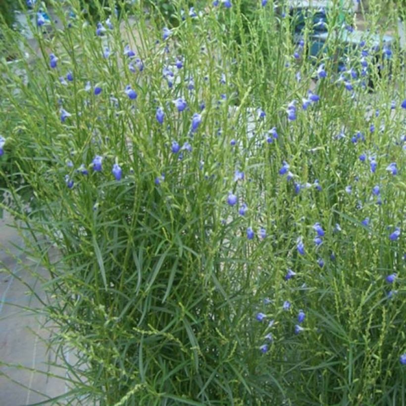 Salvia reptans West Texas form (Porte)