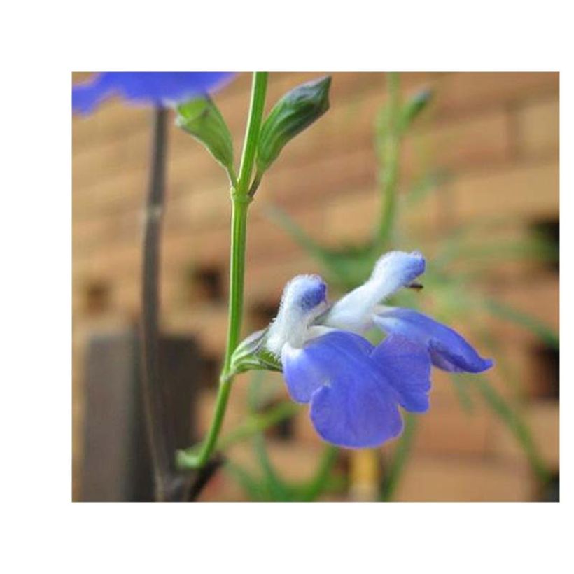 Salvia reptans West Texas form (Floración)