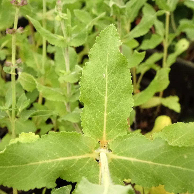 Salvia superba Reine Bleue (Follaje)