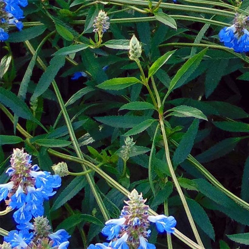 Salvia uliginosa African Skies - Salvia celeste (Follaje)