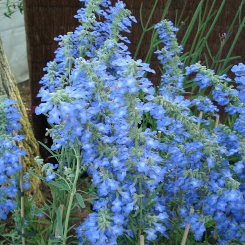 Salvia uliginosa African Skies - Salvia celeste (Floración)