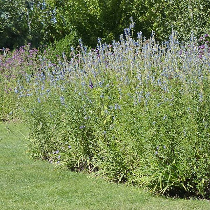 Salvia uliginosa African Skies - Salvia celeste (Porte)