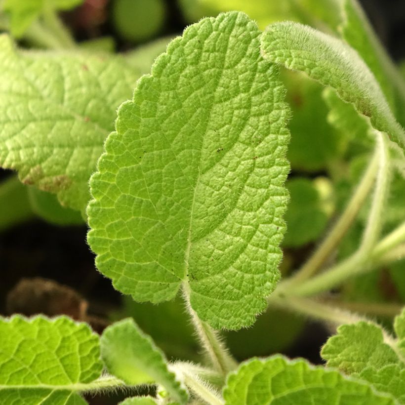 Salvia verticillata Hannay's Blue (Follaje)