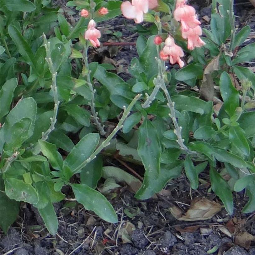 Salvia jamensis California Sunset (Follaje)