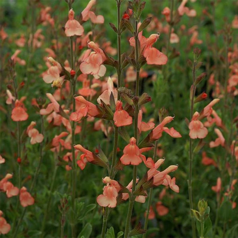 Salvia jamensis California Sunset (Floración)