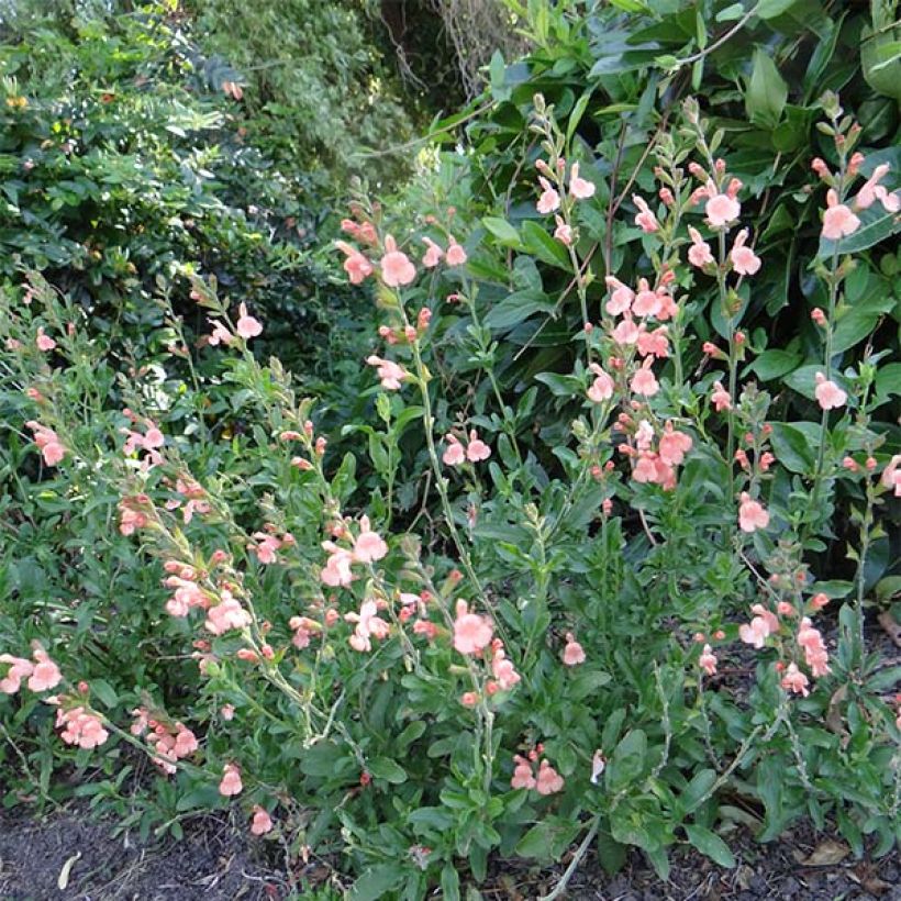 Salvia jamensis California Sunset (Porte)