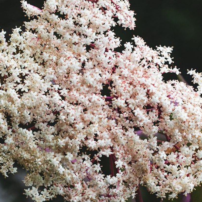 Saúco negro Chocolate Marzipan - Sambucus nigra (Floración)