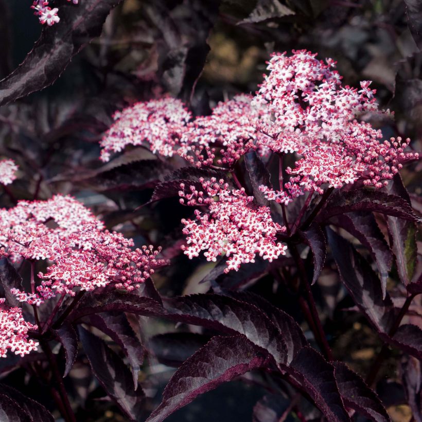 Saúco negro Black Beauty - Sambucus nigra (Floración)