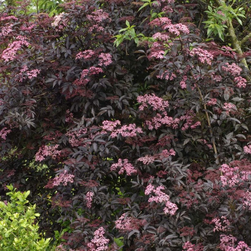 Saúco negro Black Beauty - Sambucus nigra (Porte)