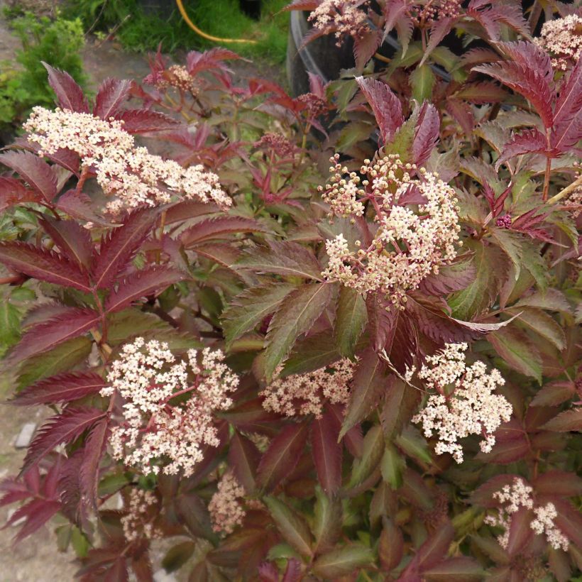 Saúco negro Serenade - Sambucus nigra (Floración)