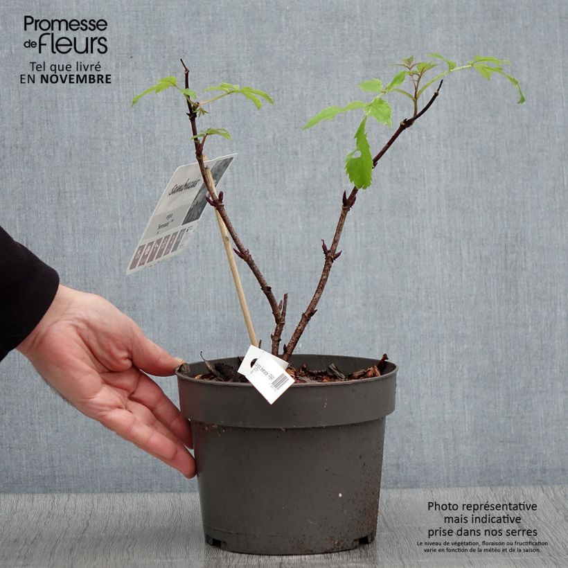 Ejemplar de Sambucus nigra Serenade - Sureau noir Pot de 3L/4L entregado en otoño