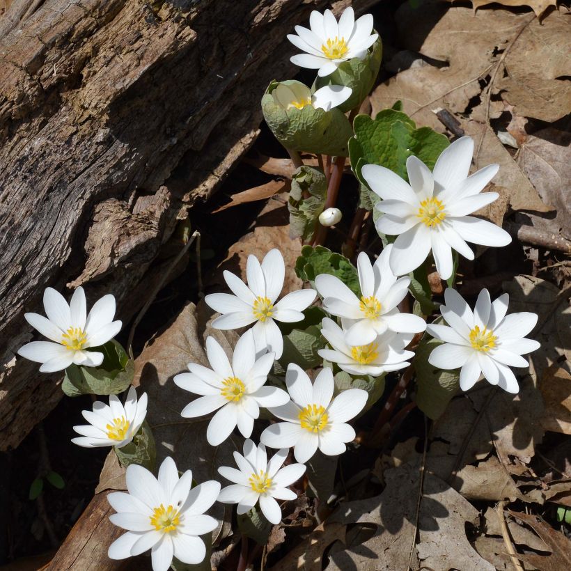 Sanguinaria canadensis (Porte)