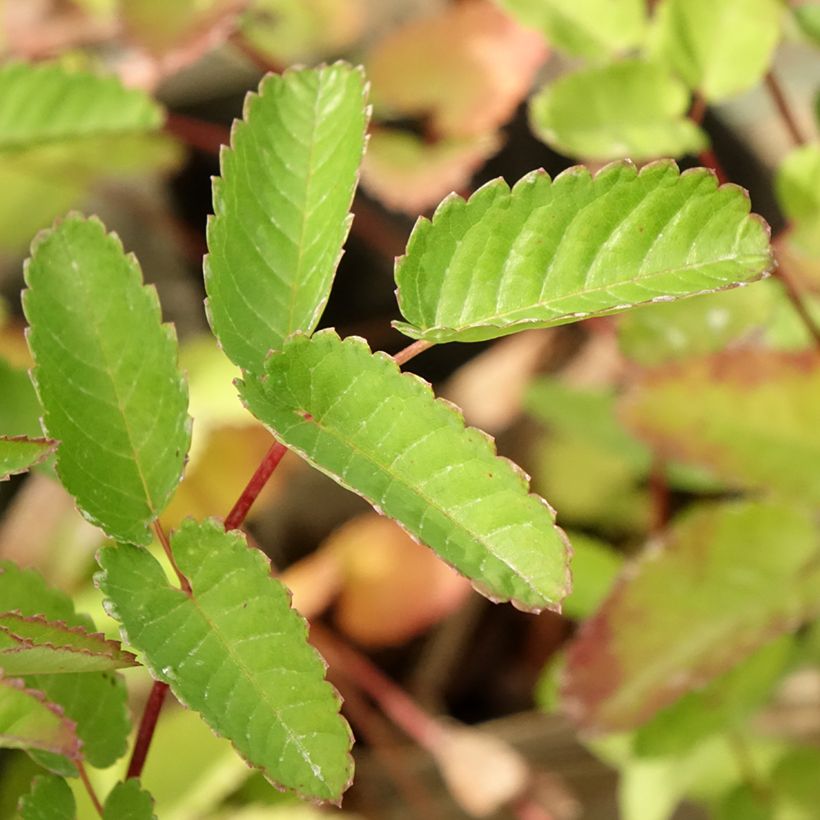 Sanguisorba hakusanensis Pink Brushes (Follaje)