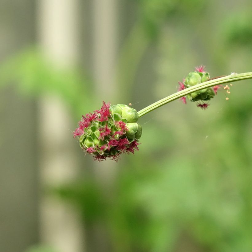 Pimpinela - Sanguisorba minor (Floración)