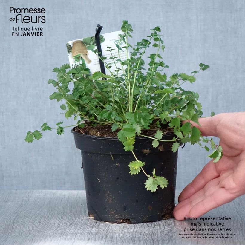 Sanguisorba minor - Petite Pimprenelle Pot de 1.5L/2L Ejemplar entregado en invierno