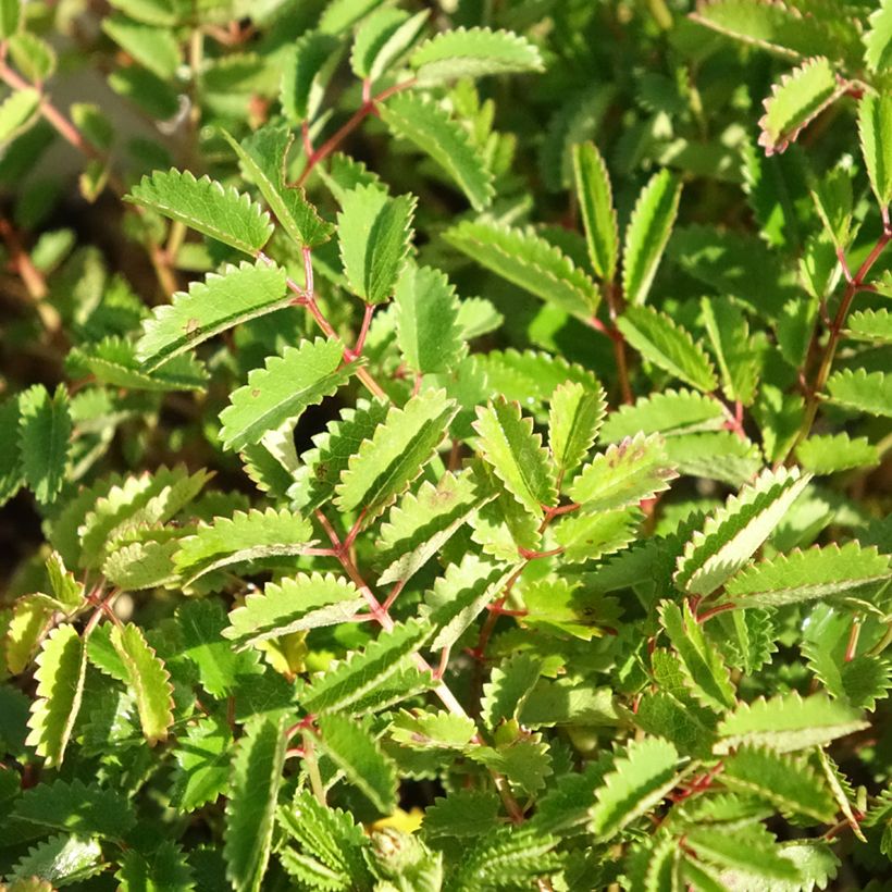 Sanguisorba Proud Mary (Follaje)