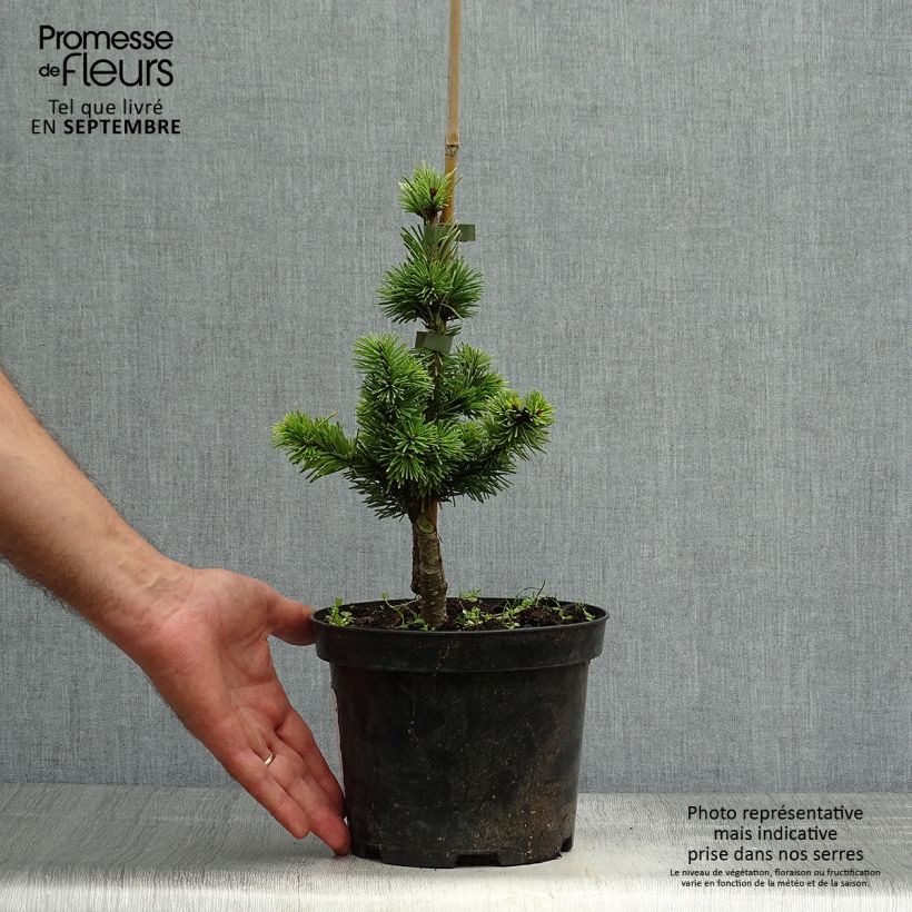 Ejemplar de Sapin de Douglas - Pseudotsuga menziesii Pannenhoef  Pot de 3L/4L entregado en otoño