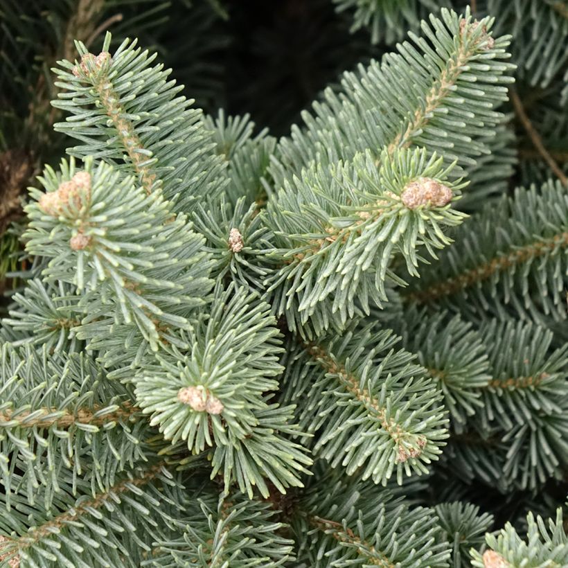 Abies lasiocarpa var. arizonica Compacta (Follaje)