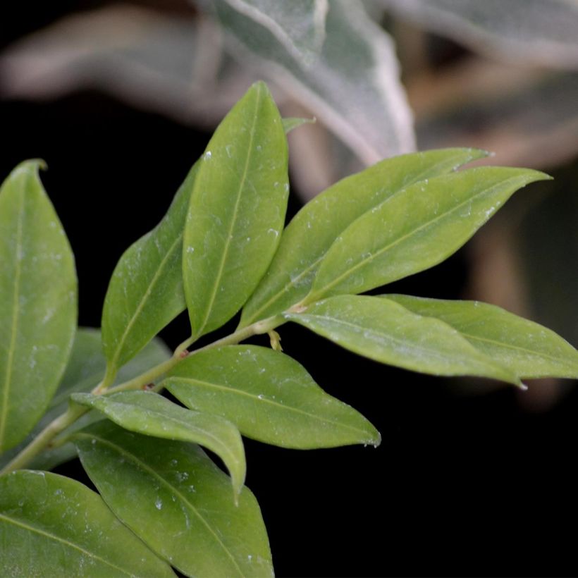 Sarcococca hookeriana - Sarcococa (Follaje)