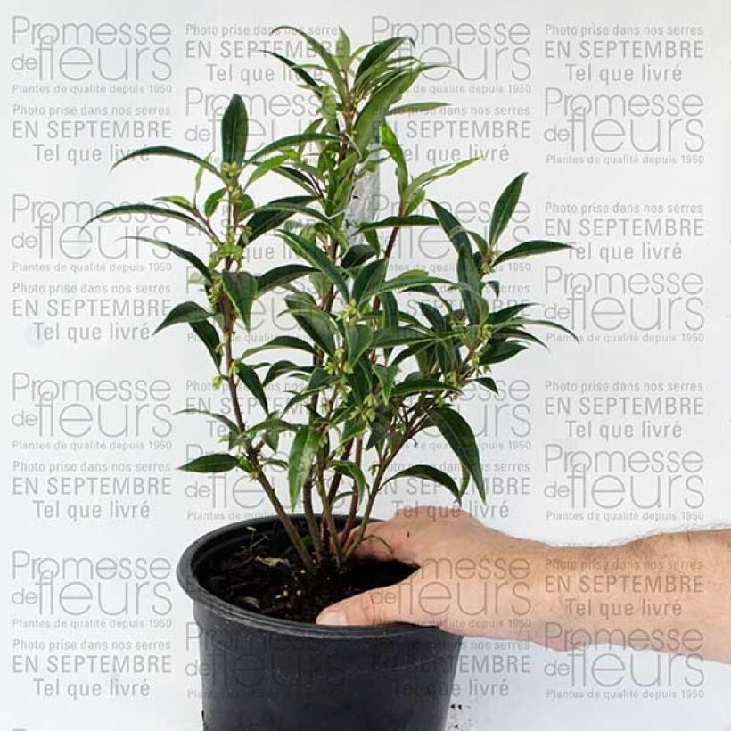 Ejemplo de ejemplar de Sarcococca hookeriana Digyna Pot de 2L/3L tal y como se entrega