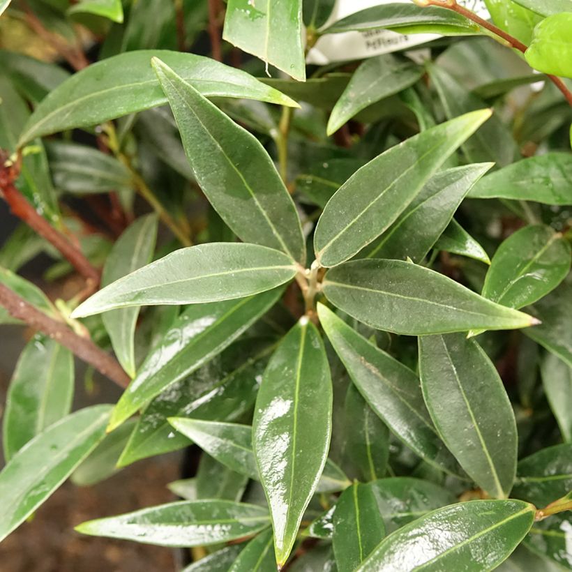 Sarcococca hookeriana var. digyna Purple Gem (Follaje)