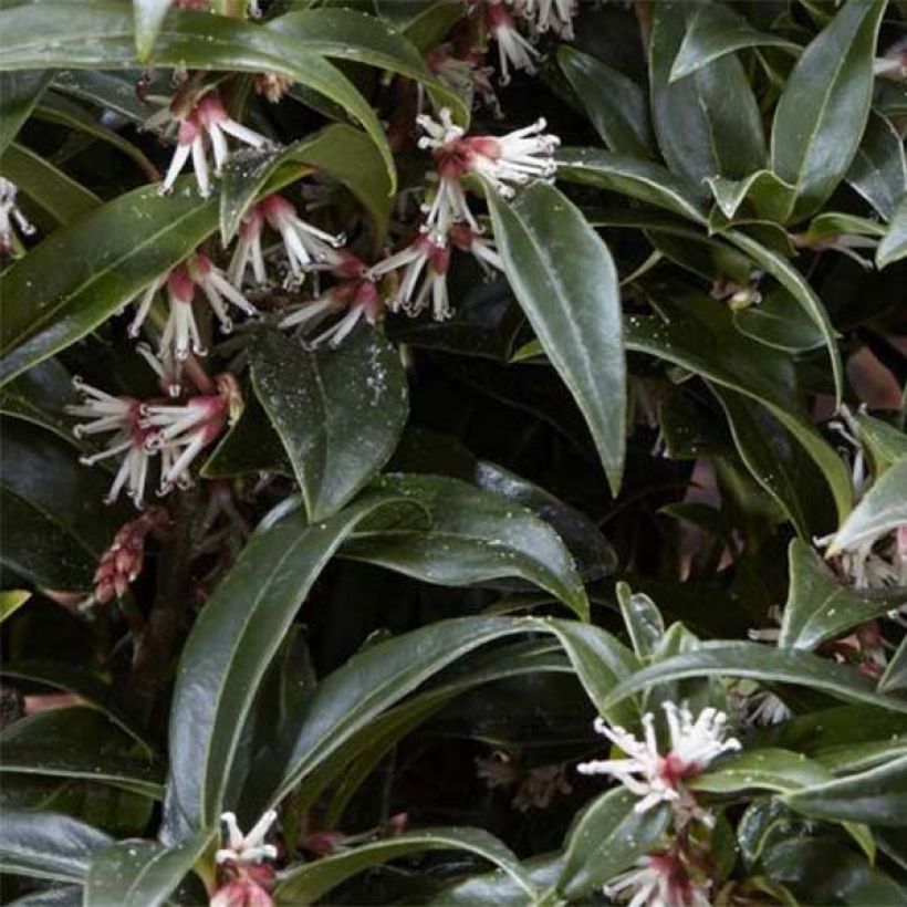 Sarcococca Winter Gem (Follaje)