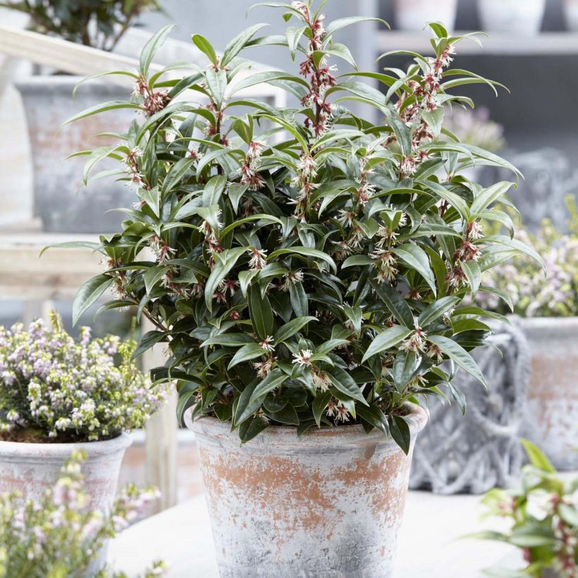 Sarcococca Winter Gem (Porte)