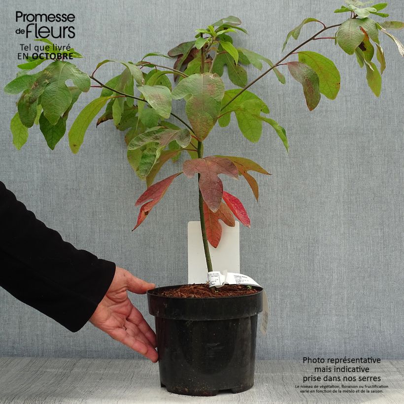 Ejemplar de Sassafras albidum - Laurier des Iroquois en pot de 3/4L entregado en otoño