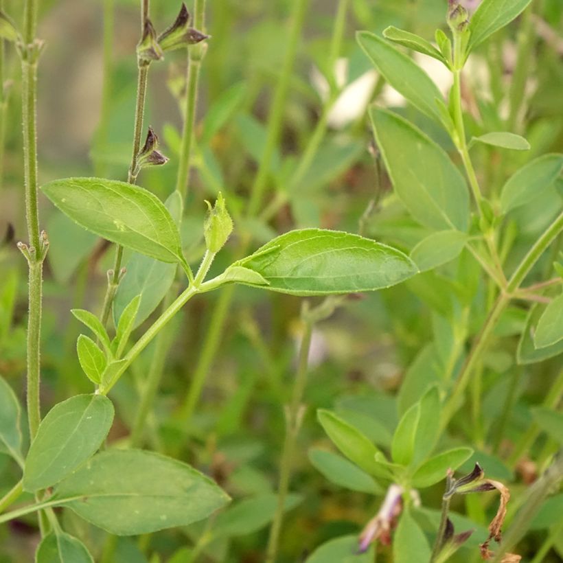 Salvia greggii Amethyst Lips - Salvia de otoño (Follaje)