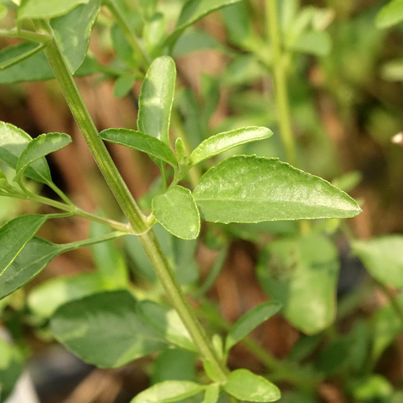 Salvia jamensis Belle de Loire (Follaje)